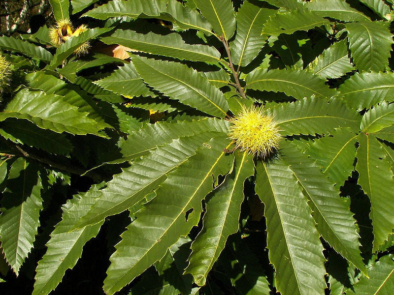 Castanea sativa (Chestnut – Malabar)