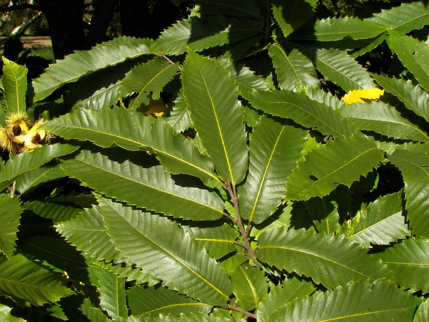 Castanea Sativa Flemings Prolific (Chestnut)