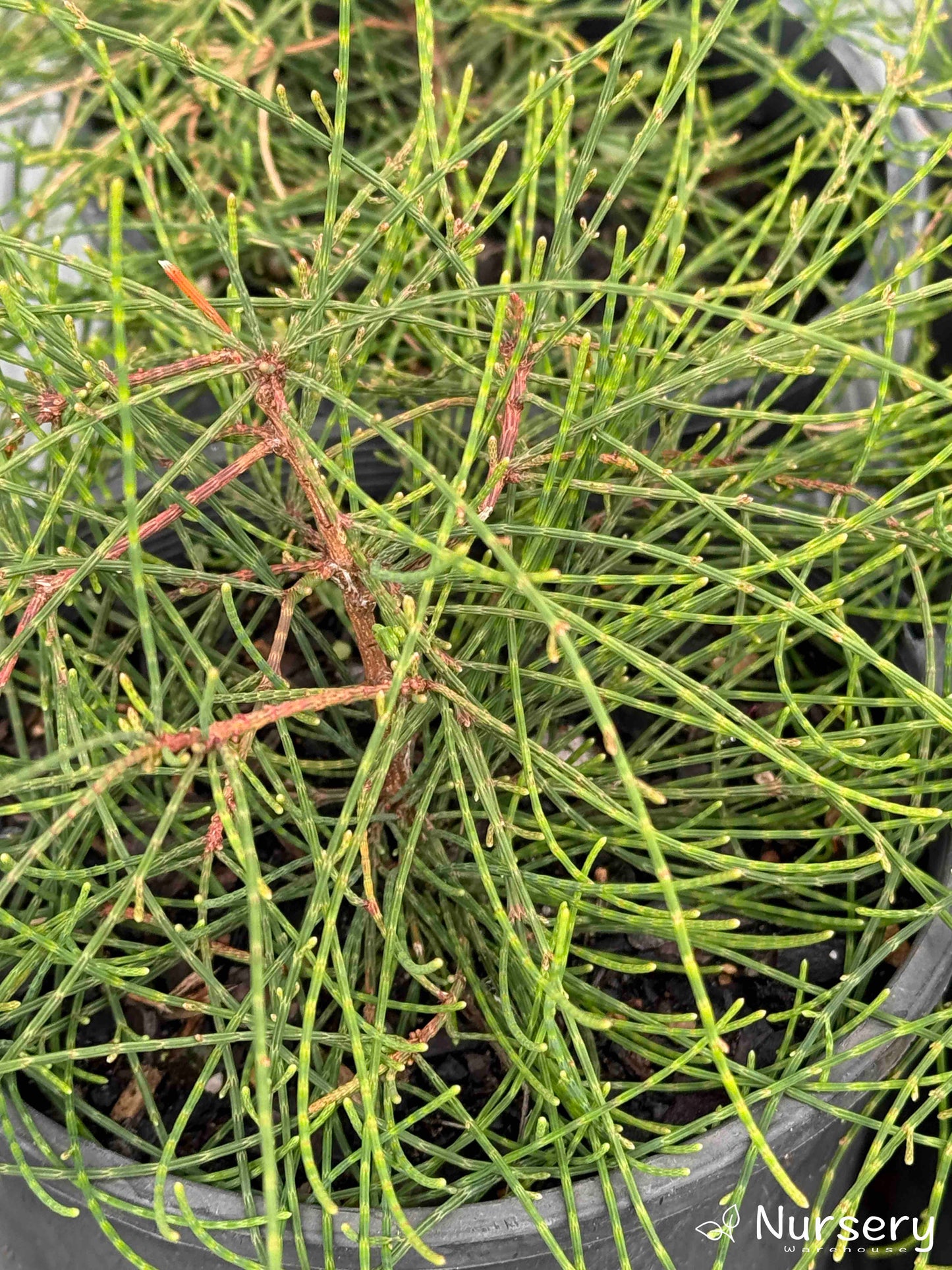 Close-up of Casuarina (Cousin It) showcasing its lush, cascading green foliage.