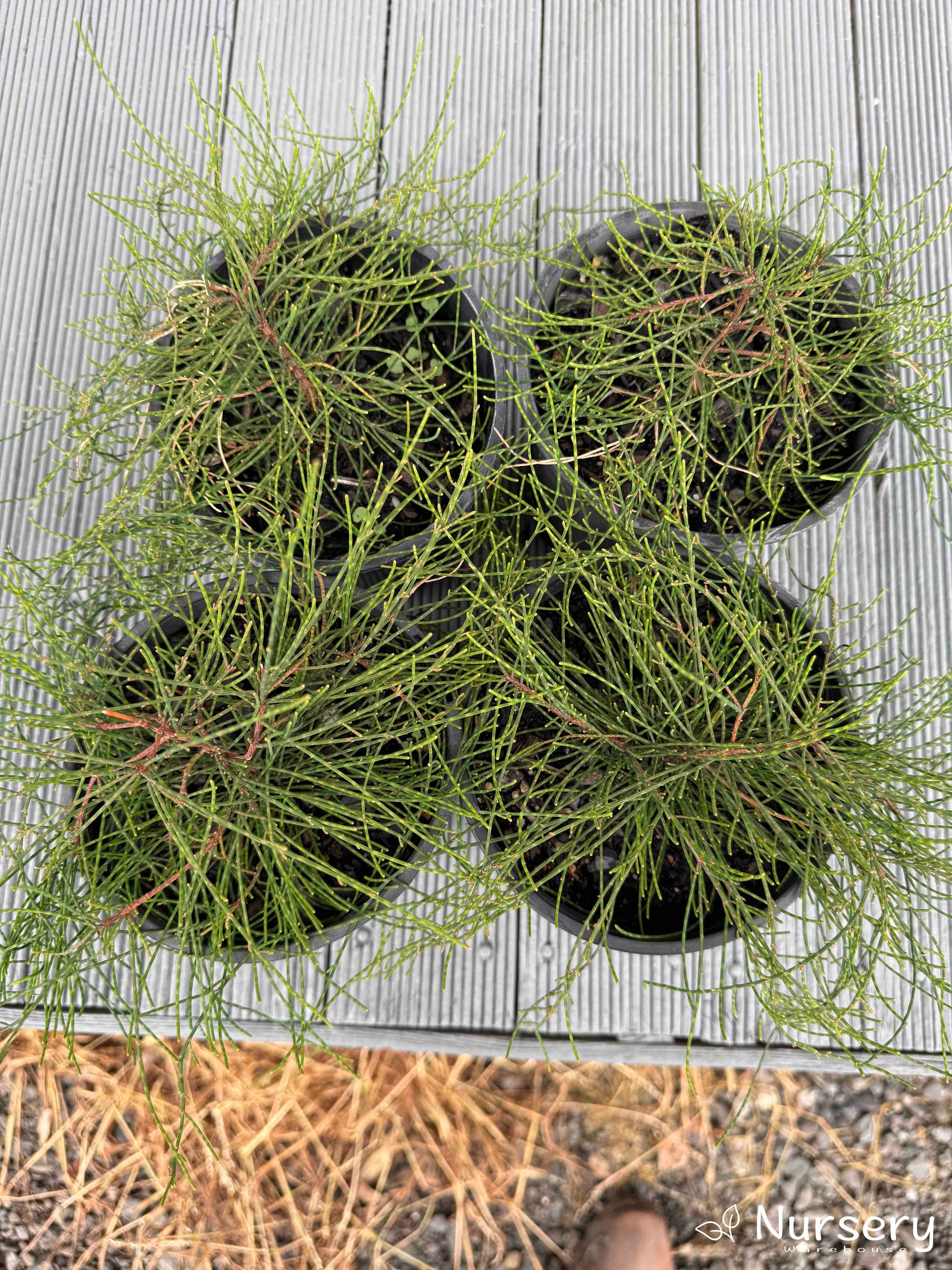 cousin it plant seeds Casuarina (Cousin It) – Unique Groundcover with Cascading Foliage