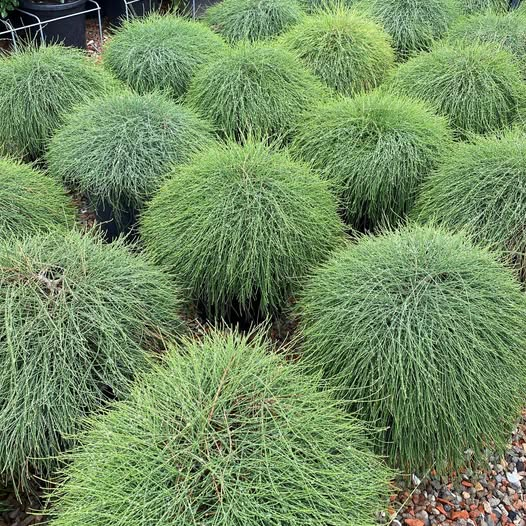 Casuarina Glauca (Cousin It)