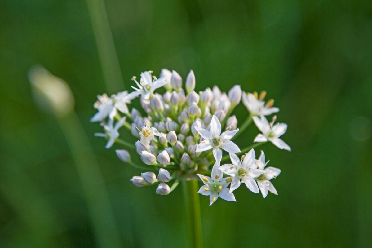 Allium tuberosum (Garlic Chives)