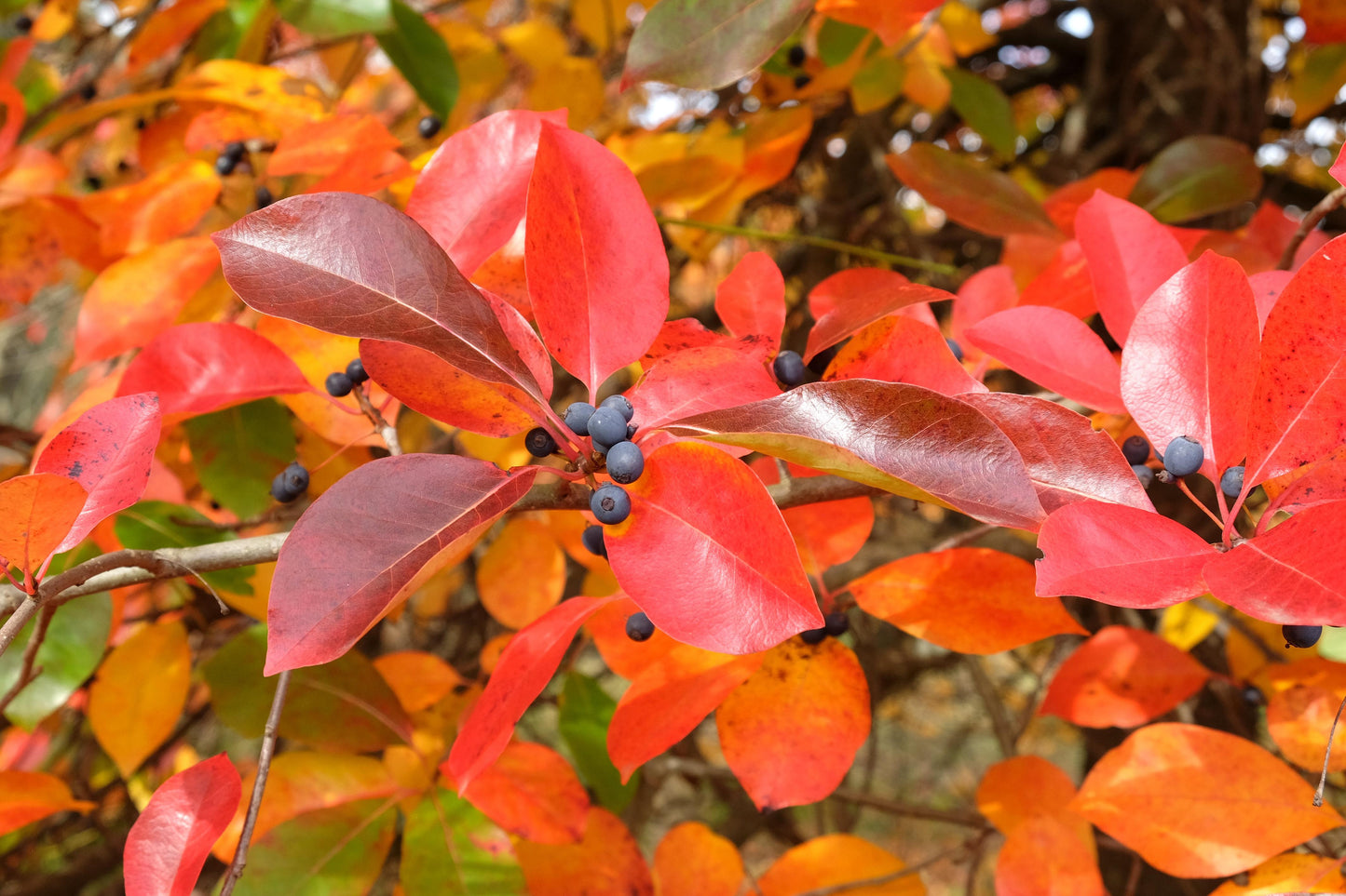 Nyssa Sylvatica (Black Tupelo Cones)