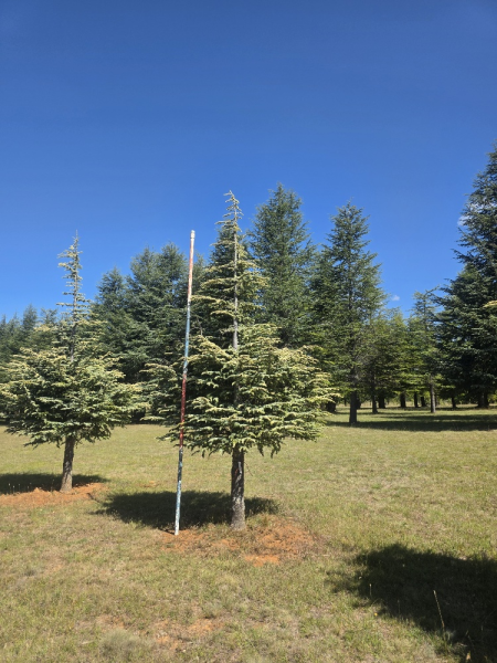 Cedrus Atlantica Aurea (Golden Atlas Cedar)