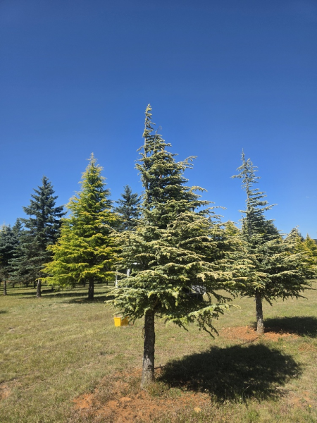 Cedrus Atlantica Aurea (Golden Atlas Cedar)
