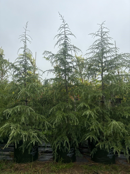 Cedrus deodara (Himalayan Cedar)