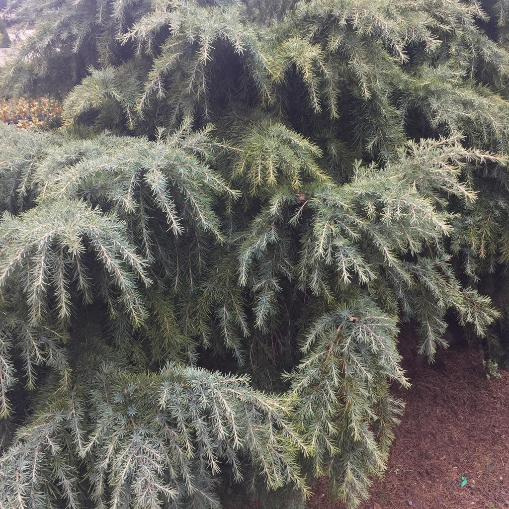 Cedrus Deodara ‘Mountain Beauty’ (Mountain Beauty Deodar Cedar)