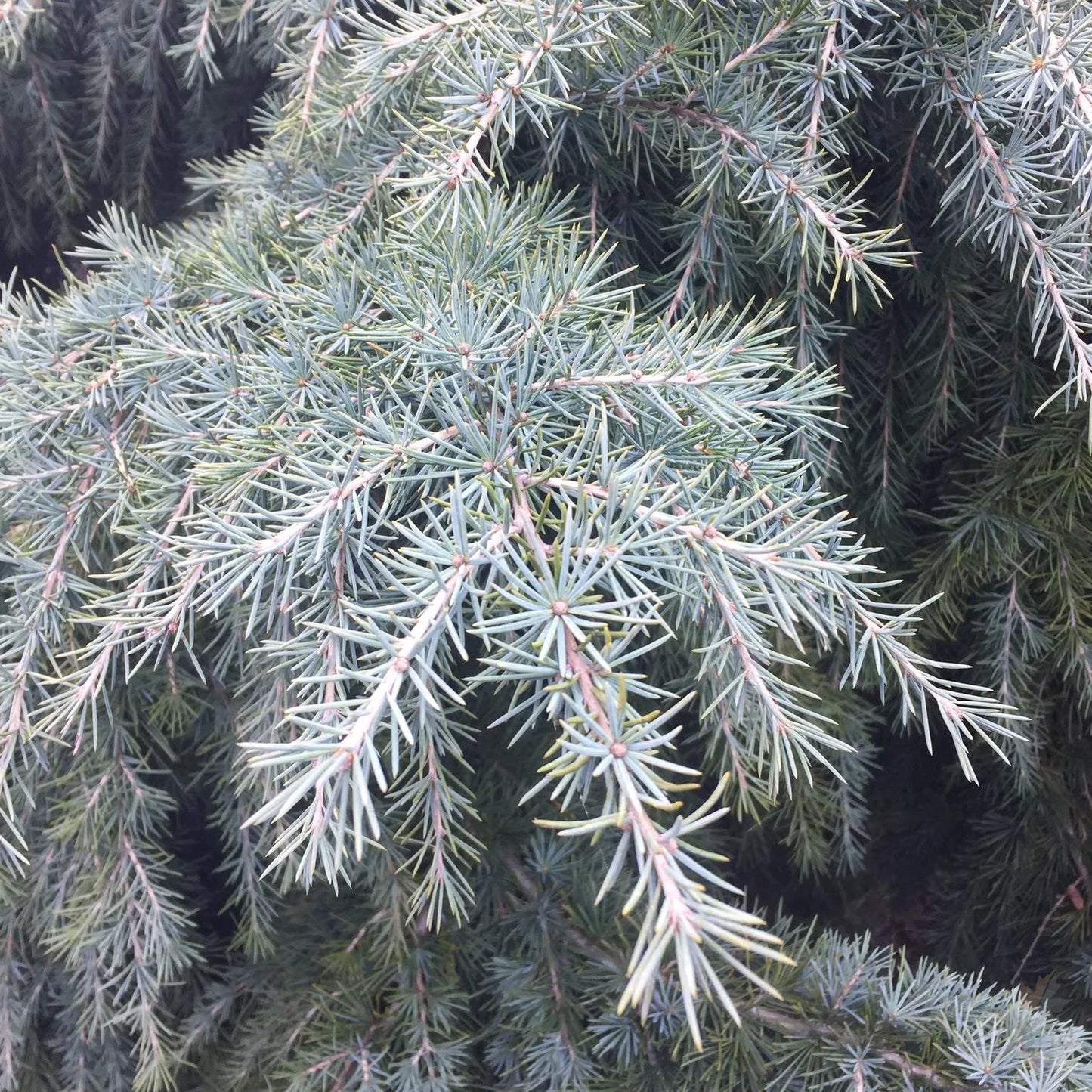 Cedrus Deodara ‘Mountain Beauty’ (Mountain Beauty Deodar Cedar)