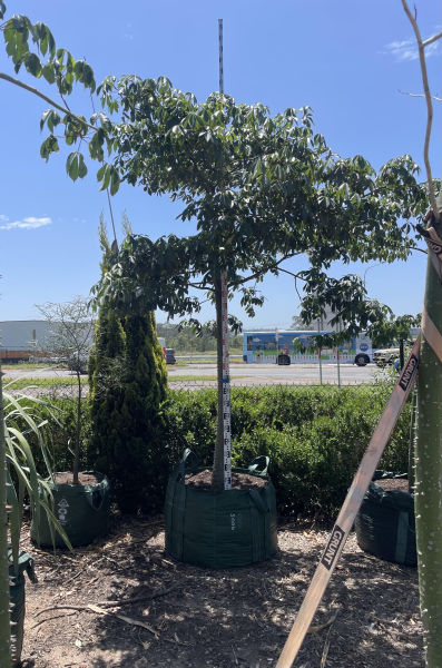Ceiba Speciosa (Silk Floss Tree)