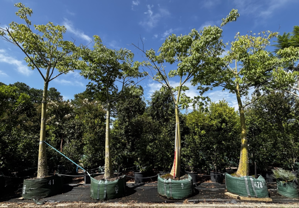 Ceiba Speciosa (Silk Floss Tree)