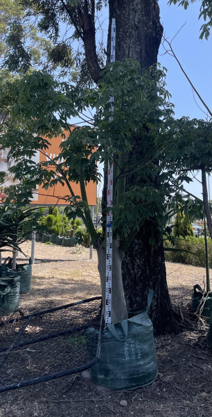 Ceiba Speciosa (Silk Floss Tree)