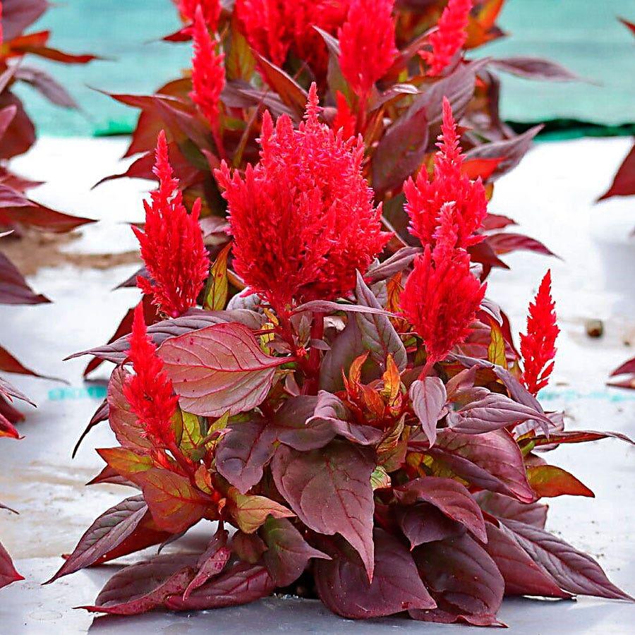 Celosia Argentea 'Burning Embers' (Plumed Cockscomb)