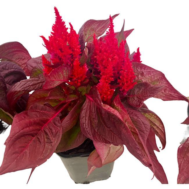 Celosia Argentea 'Burning Embers' (Plumed Cockscomb)