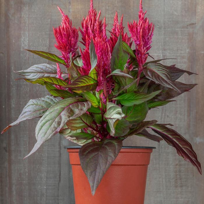 Celosia Argentea 'Burning Embers' (Plumed Cockscomb)