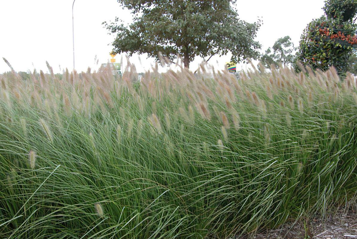 Cenchrus Purpurascens ‘PA300’ Nafray® (Nafray Swamp Foxtail Grass)