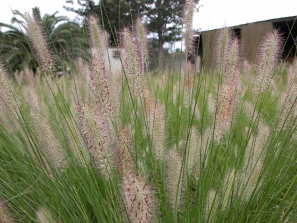 Cenchrus Purpurascens ‘PA300’ Nafray® (Nafray Swamp Foxtail Grass)