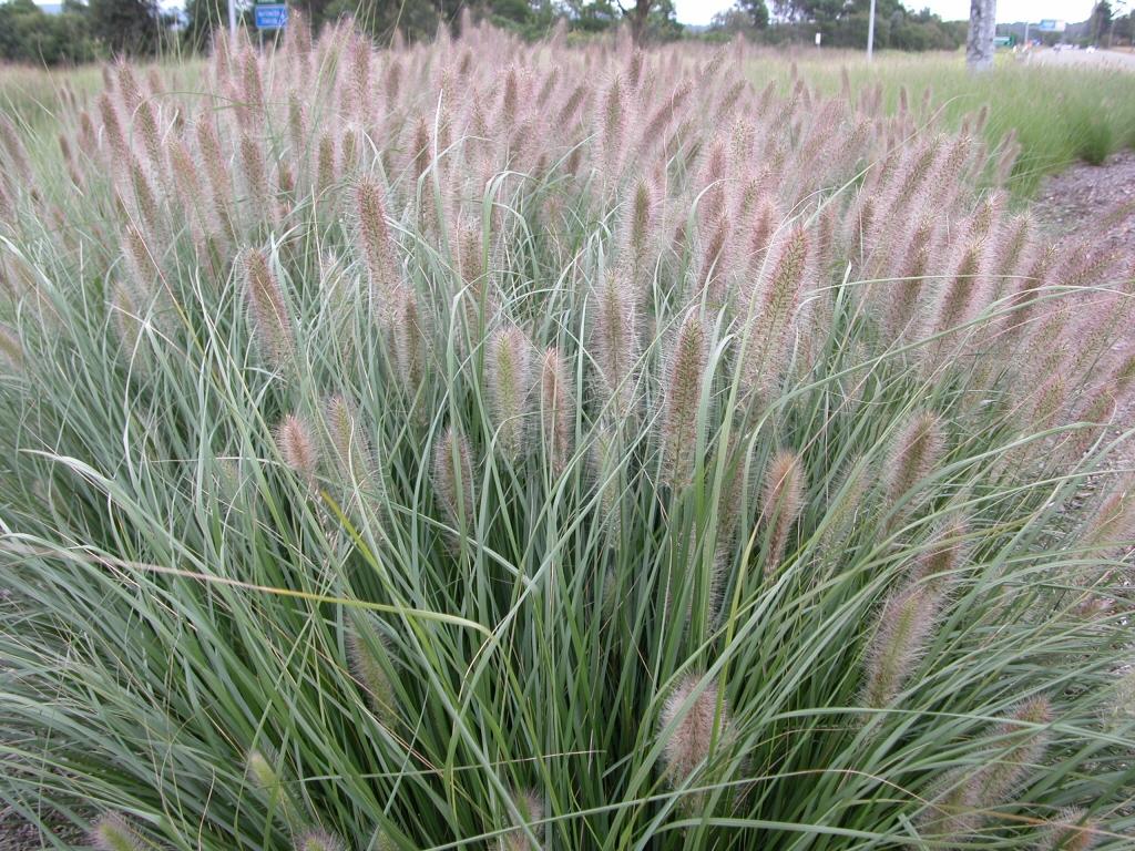 Cenchrus Purpurascens ‘PA300’ Nafray® (Nafray Swamp Foxtail Grass)