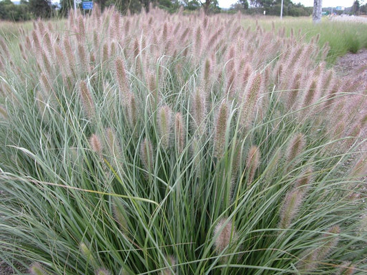 Cenchrus Purpurascens ‘PA300’ Nafray® (Nafray Swamp Foxtail Grass)