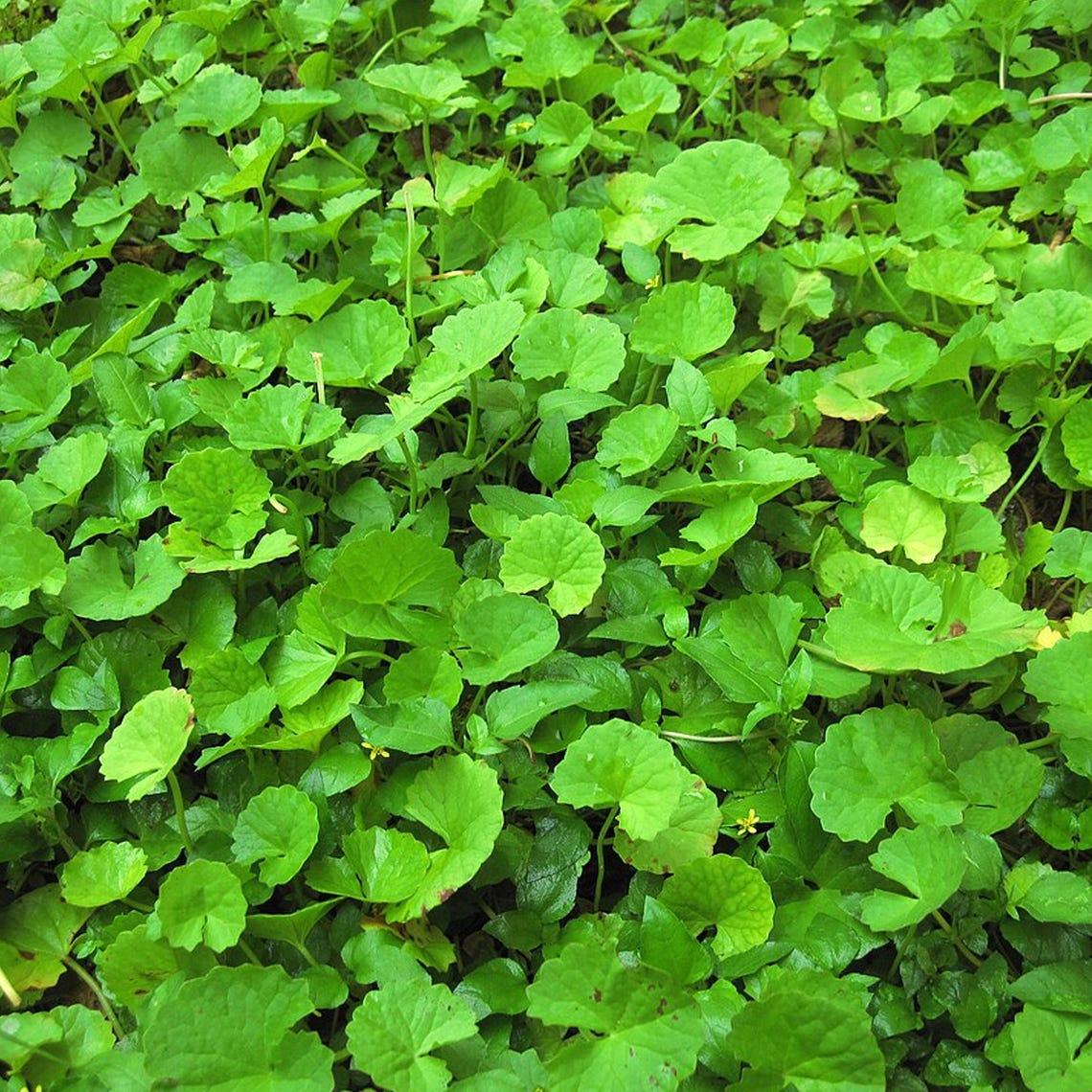 Centella Cordifolia (Heart-Leaf Pennywort)