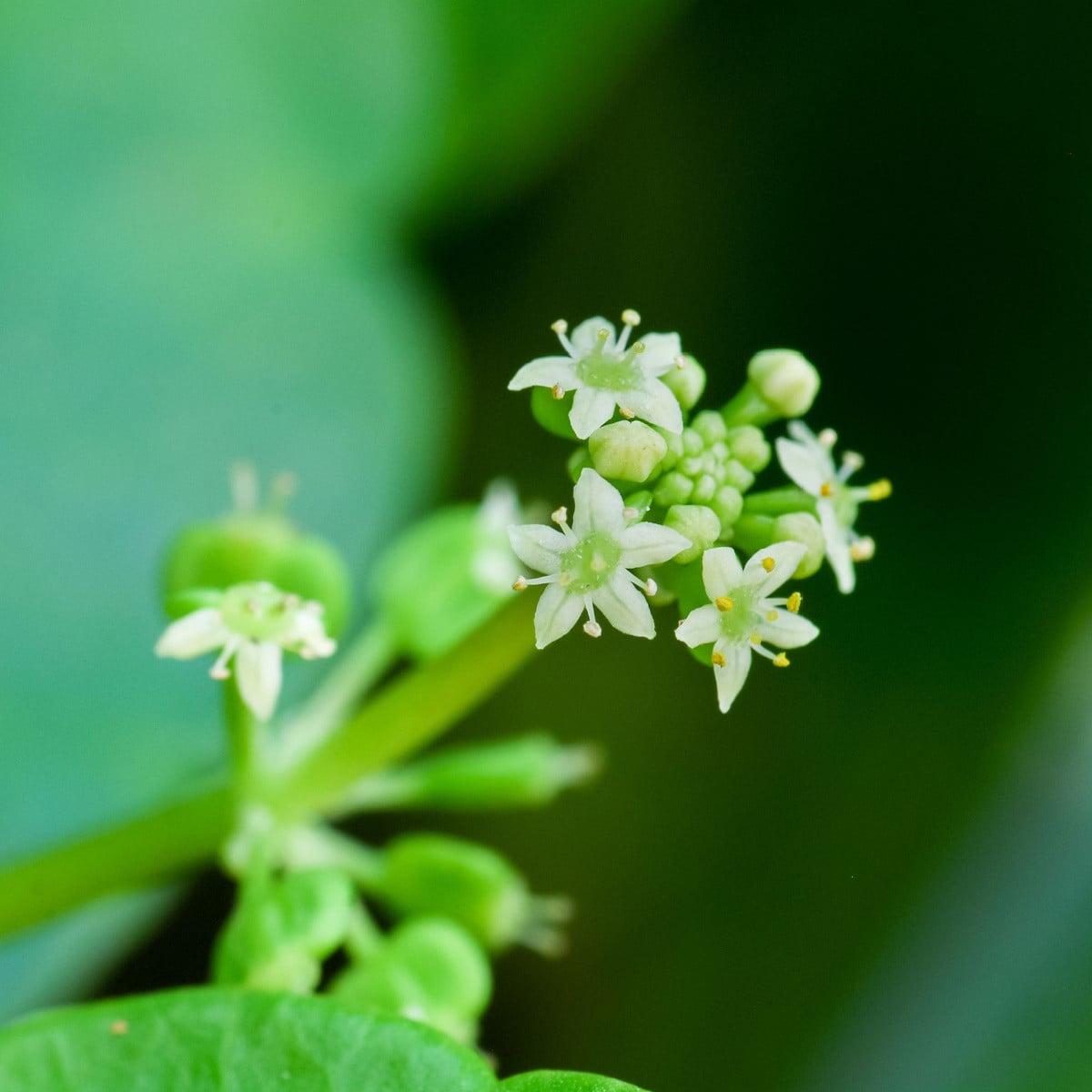 Centella Cordifolia (Heart-Leaf Pennywort)