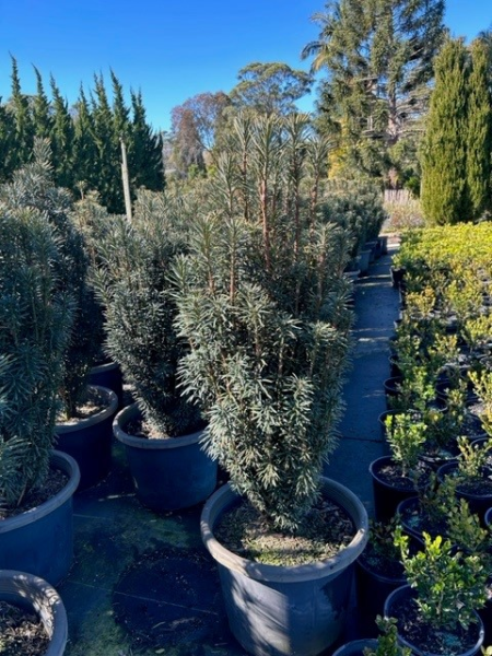 Cephalotaxus harringtonia 'Fastigiata' (Upright Plum Yew)