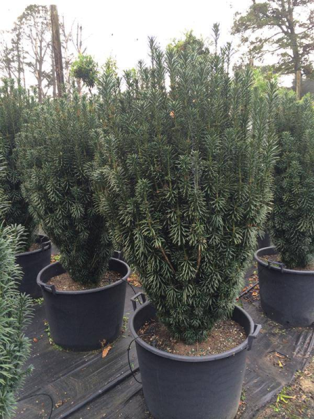 Cephalotaxus Harringtonia 'Fastigiata' (Upright Plum Yew)