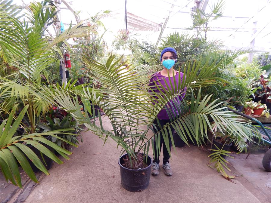 Ceratozamia Robusta (Giant Ceratozamia)