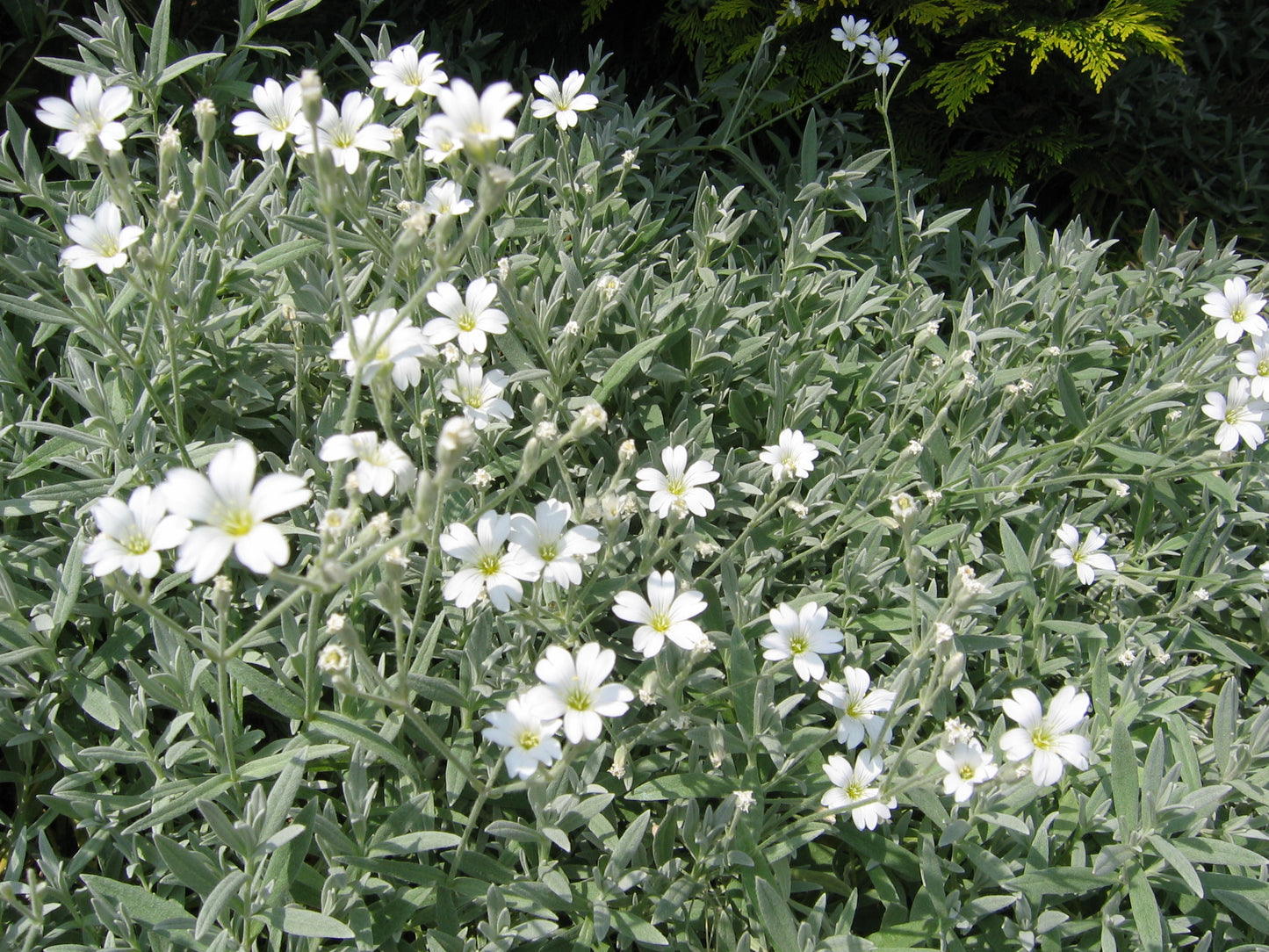 Cerastium Tomentosum (Snow-in-Summer)