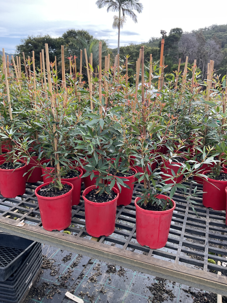 Ceratopetalum Gummiferum ‘Alberys Red’ (Alberys Red Christmas Bush)