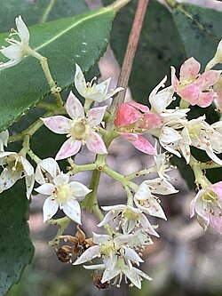 Ceratopetalum apetalum (Coachwood)