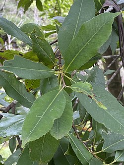 Ceratopetalum apetalum (Coachwood)