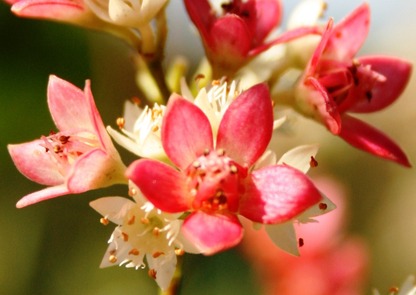 Ceratopetalum Gummiferum ‘Alberys Red’ (Alberys Red Christmas Bush)
