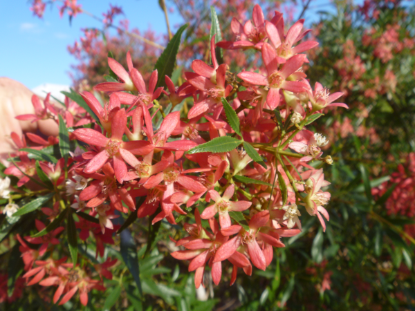 Ceratopetalum Gummiferum ‘Alberys Red’ (Alberys Red Christmas Bush)