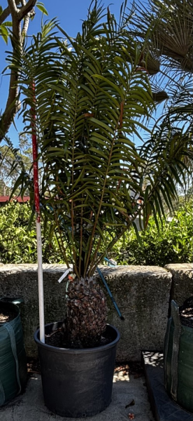 Ceratozamia Robusta (Giant Ceratozamia)