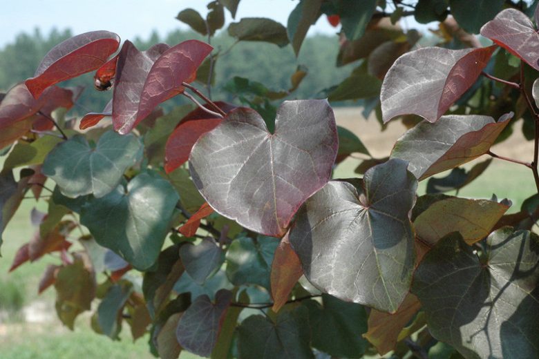 Cercis canadensis ‘Merlot’ (Merlot Redbud)