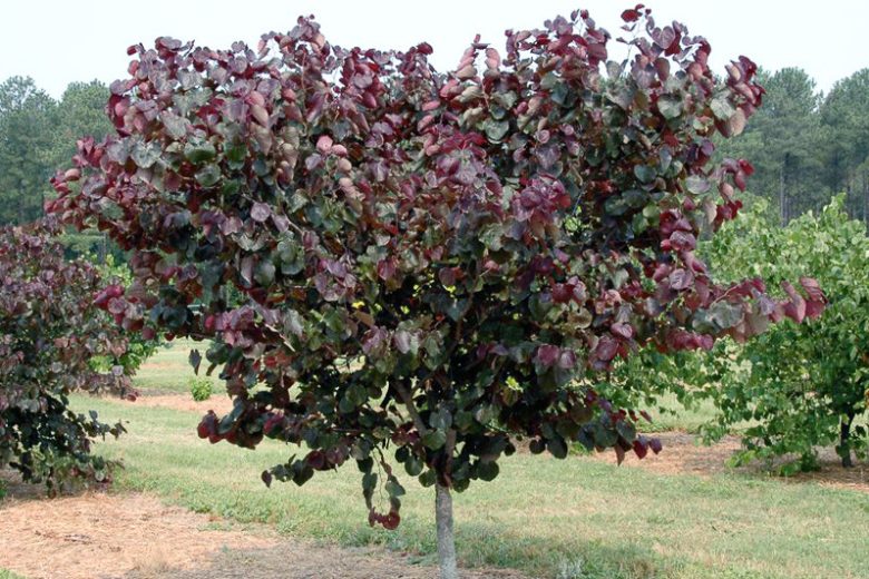 Cercis canadensis ‘Merlot’ (Merlot Redbud)