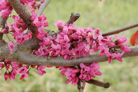 Cercis canadensis ‘Merlot’ (Merlot Redbud)