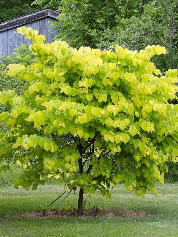 Cercis canadensis ‘Aurelian’ (Golden Leafed Eastern Redbud)