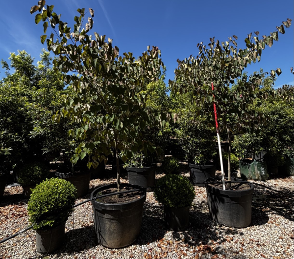 Cercis Canadensis ‘Forest Pansy’ (Eastern Redbud)