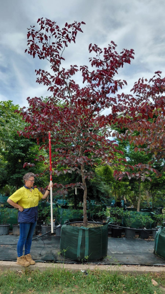 Cercis Canadensis ‘Forest Pansy’ (Eastern Redbud)