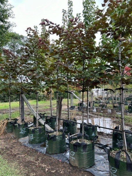 Cercis canadensis ‘Forest Pansy’ (Eastern Redbud)