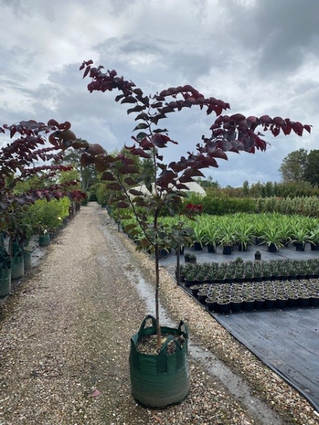 Cercis canadensis ‘Forest Pansy’ (Eastern Redbud)