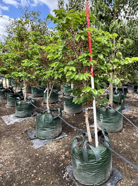 Cercis Chinensis Faerie Queen (Chinese Redbud)