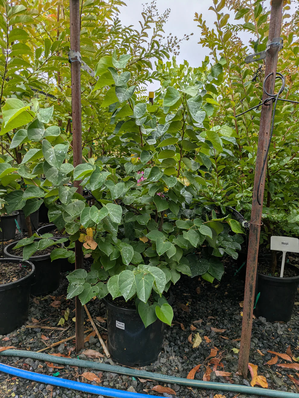 Cercis Chinensis ‘Avondale’ (Chinese Redbud)