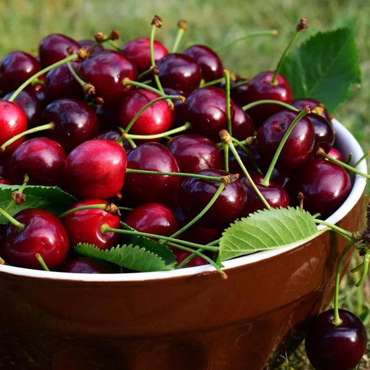 Prunus Avium (Cherry Sunburst) | SELF FERTILE