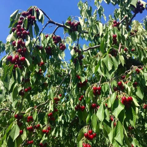 Prunus Avium (Cherry Sunburst) | SELF FERTILE