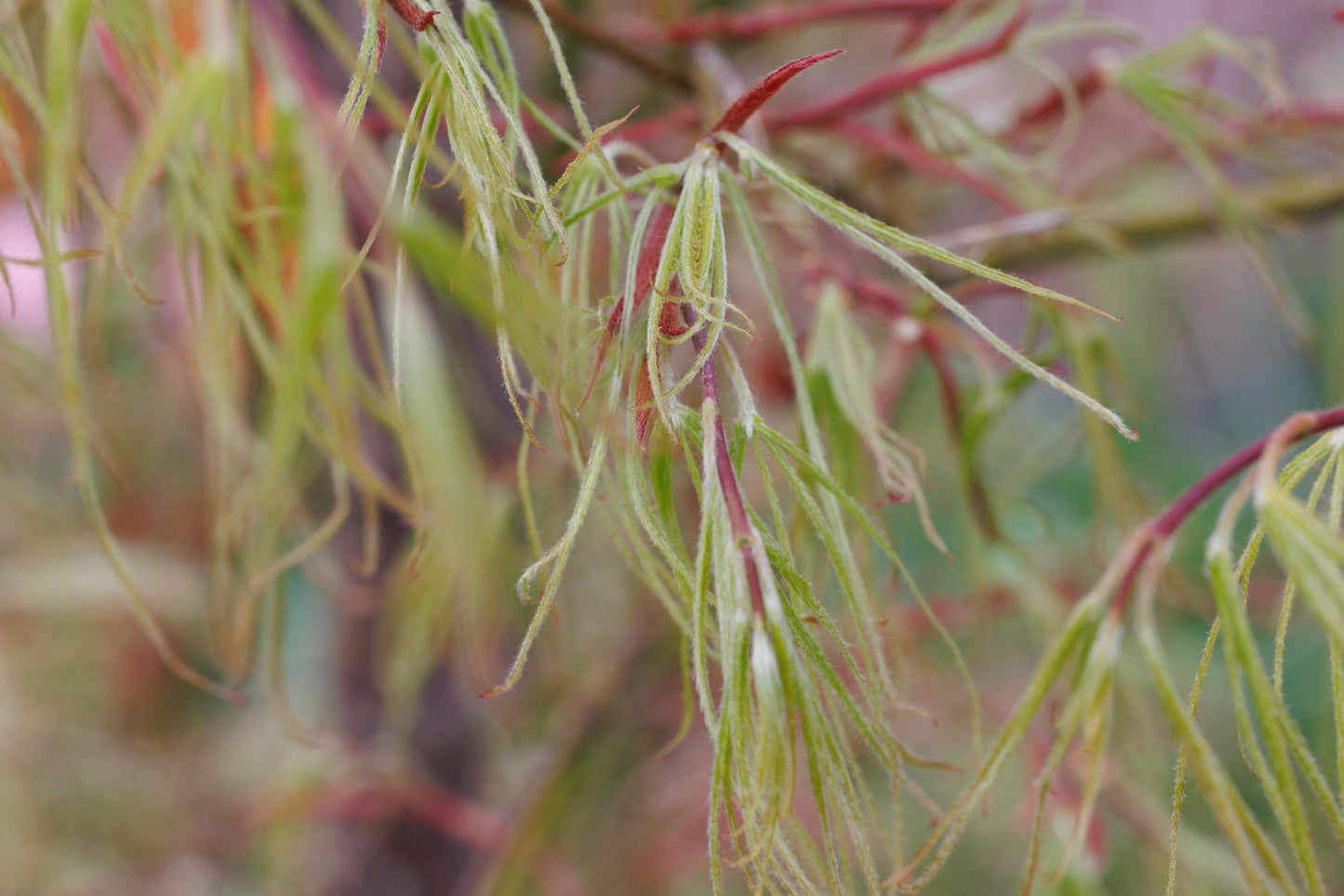 Acer Palmatum ‘Koto-Ito-Komachi’ (Threadleaf Japanese Maple)