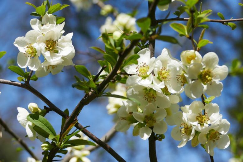 Chaenomeles speciosa ‘Nivalis’ (White Flowering Quince)
