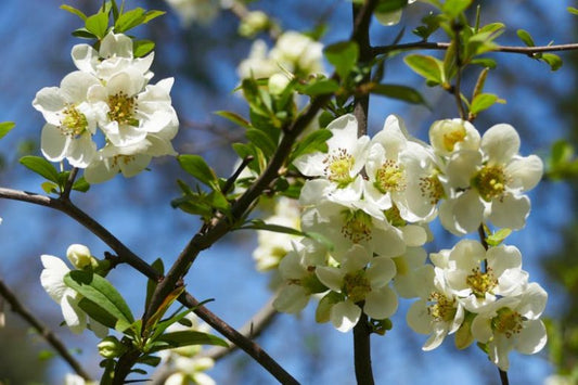 Chaenomeles speciosa ‘Nivalis’ (White Flowering Quince)