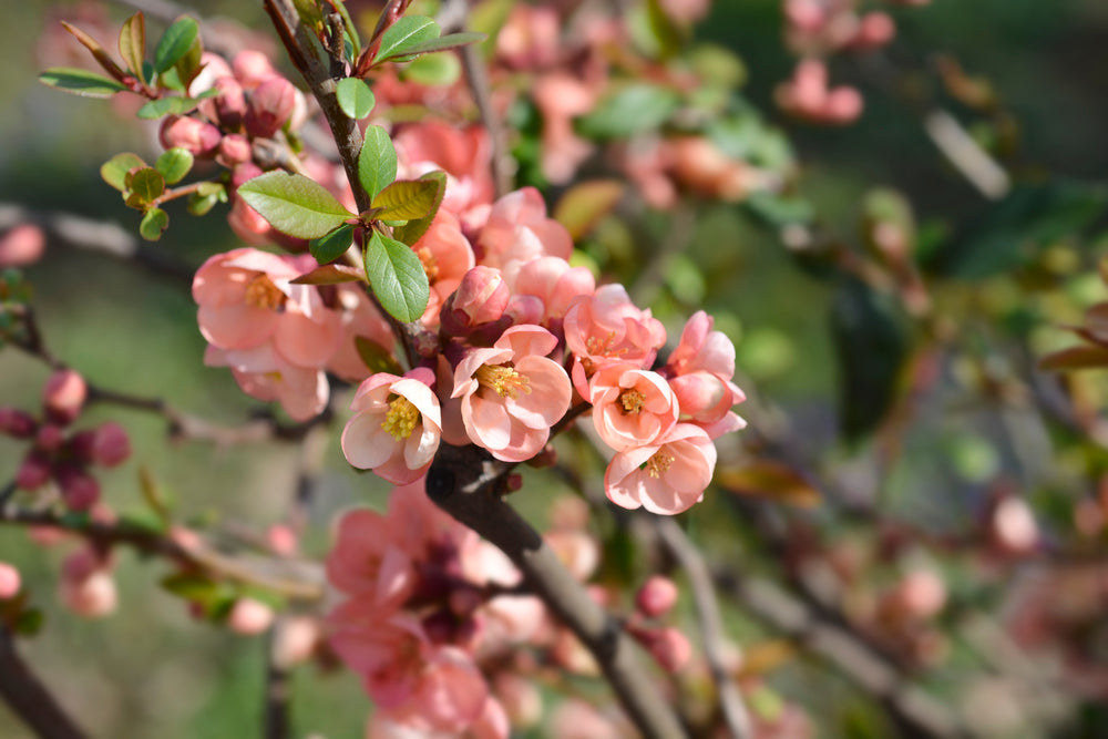 Chaenomeles Speciosa ‘Apple Blossom’ (Flowering Quince)